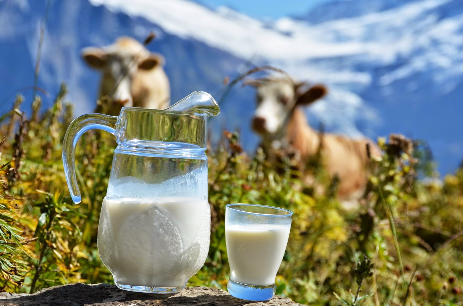 Виробники вважають за краще тримати корів не для м'яса, а для молока – аналітики Pro-Consulting. Сегодня